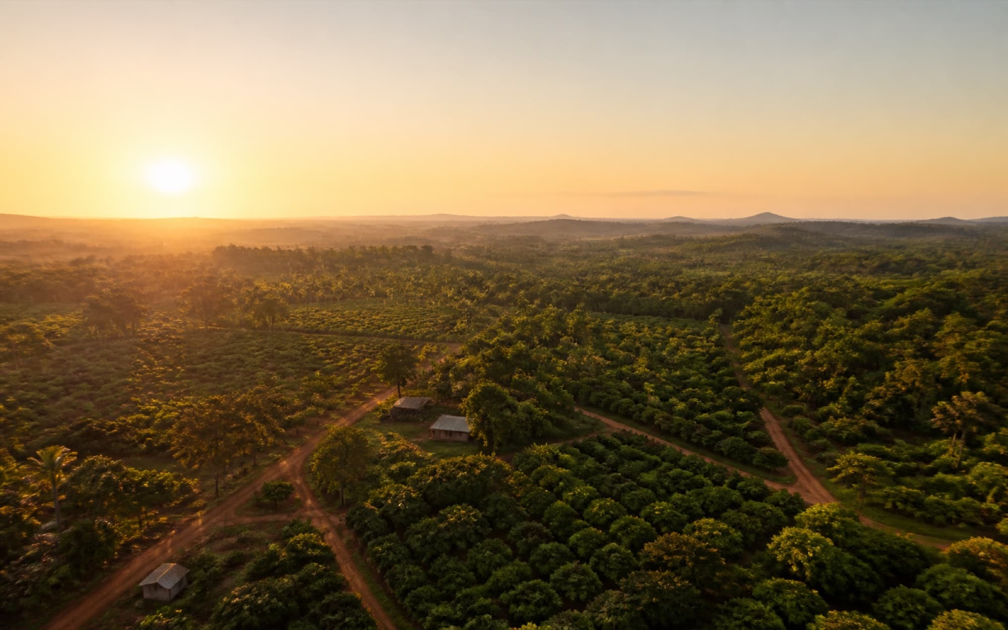 Golden-hour aerial of West African tree-crop plantations, cut through by red-earth tracks